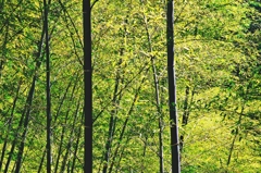 Bamboo forest