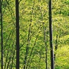 Bamboo forest