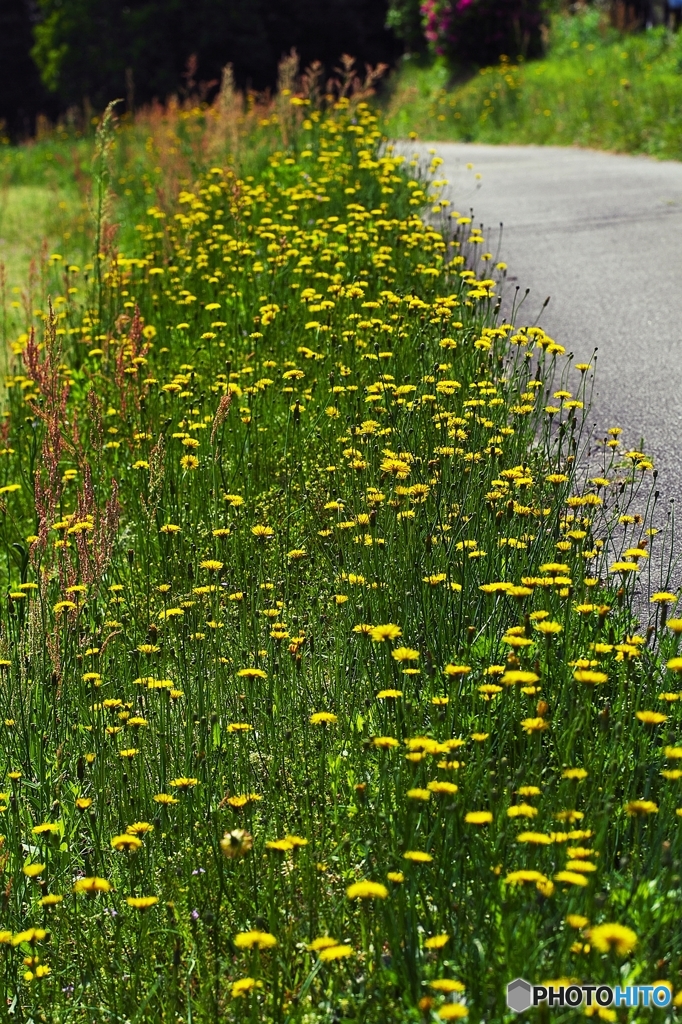 In country road of the early summer