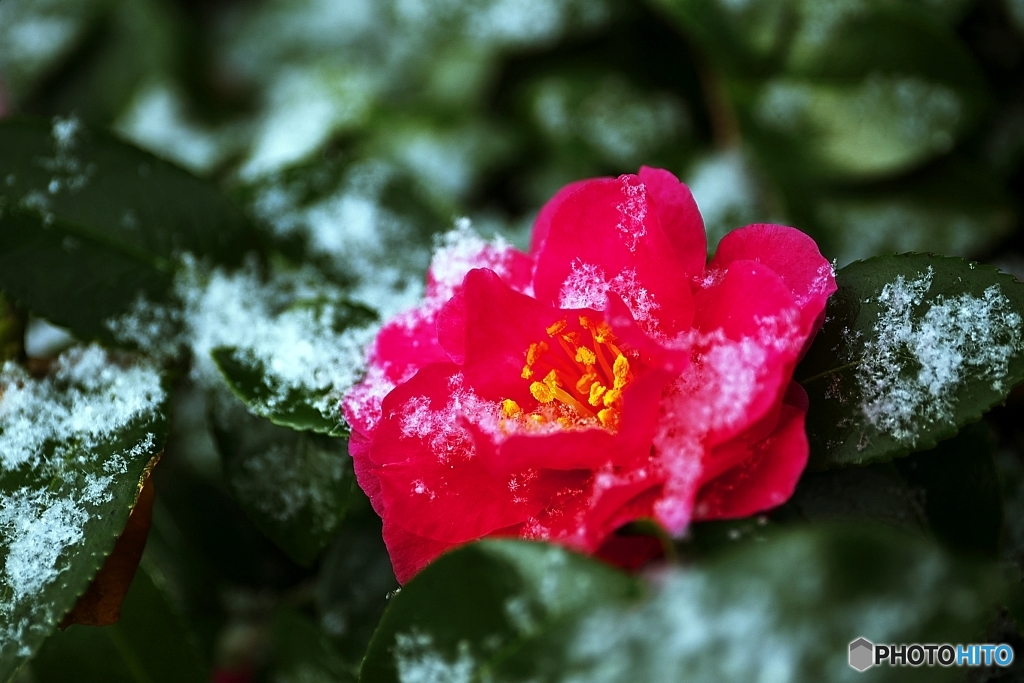 雪中山茶花　３