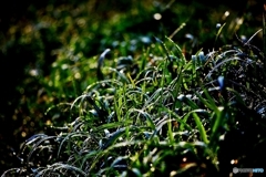 朝露の草叢