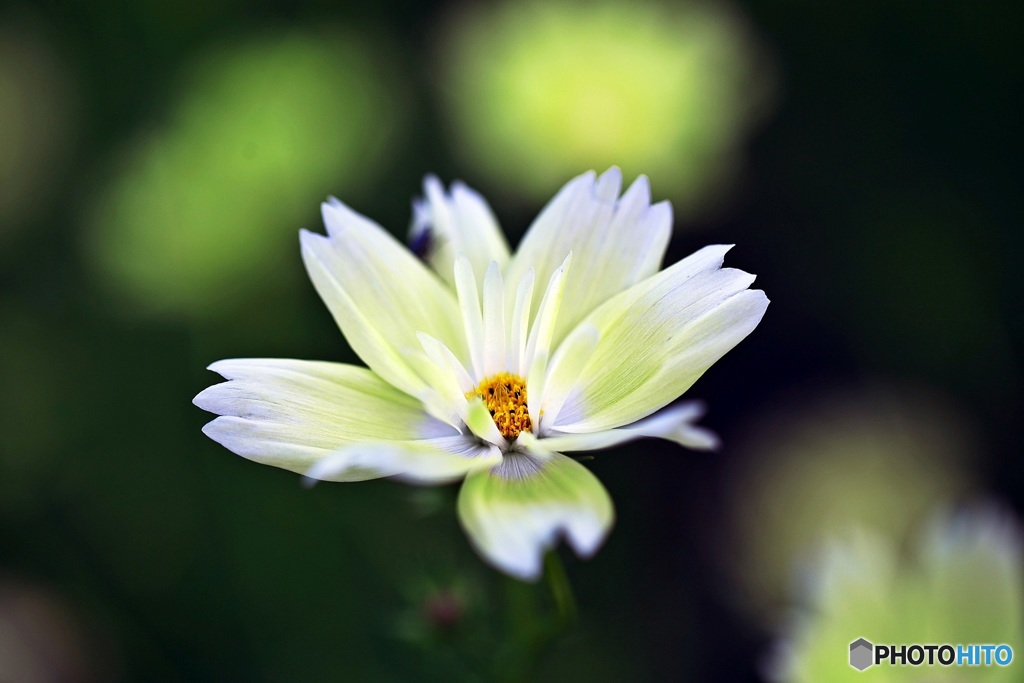 Light yellow brightness 1