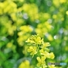 キラキラナノハナ　１