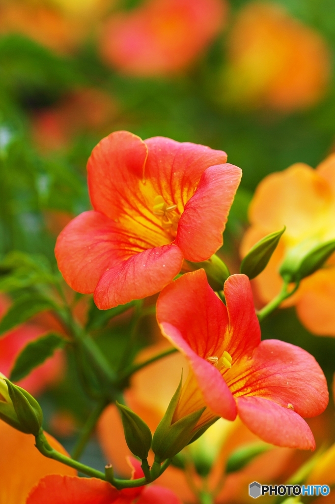 Chinese trumpet creeper 3