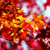 Crimson shine