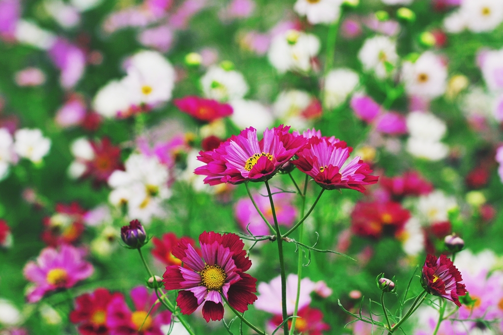 Festival of colours 2