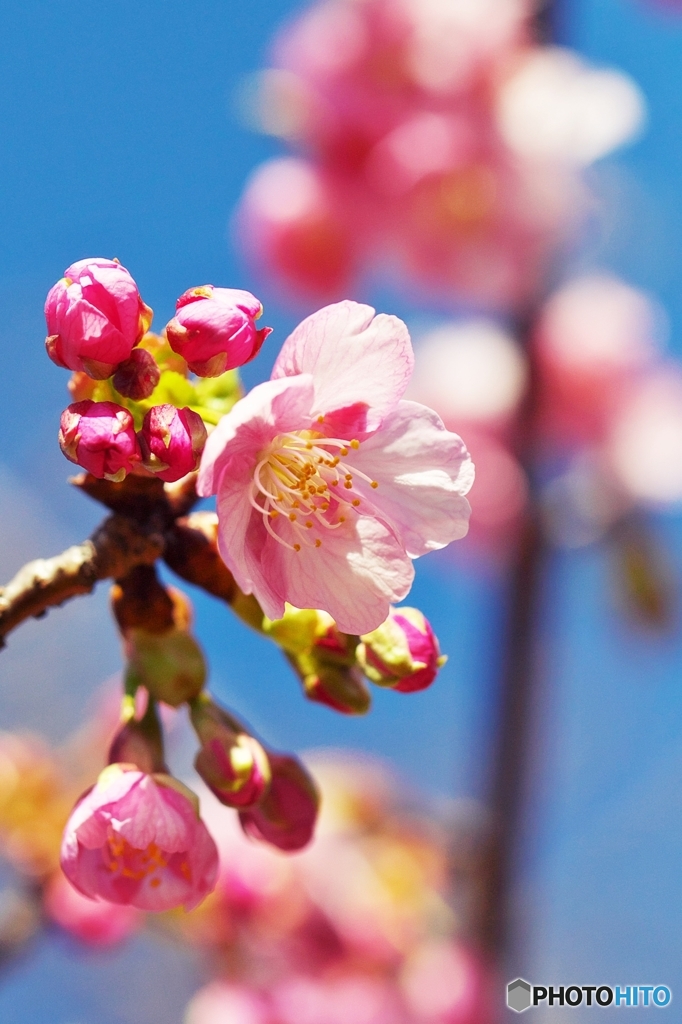 陽光きらり河津桜　１