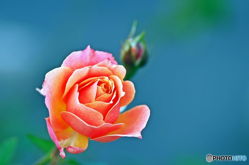 The moment of the autumn rose