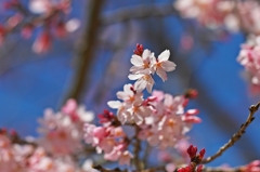 Earlier a weeping cherry tree 6