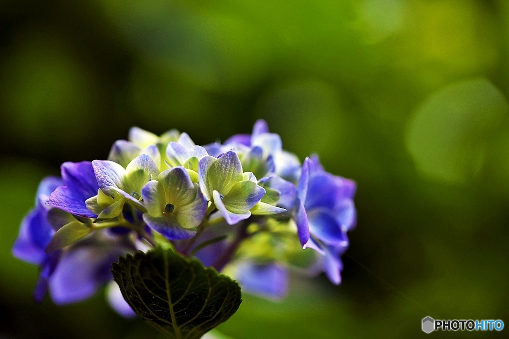 紫陽花日和の日曜日　５