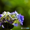 紫陽花日和の日曜日　５