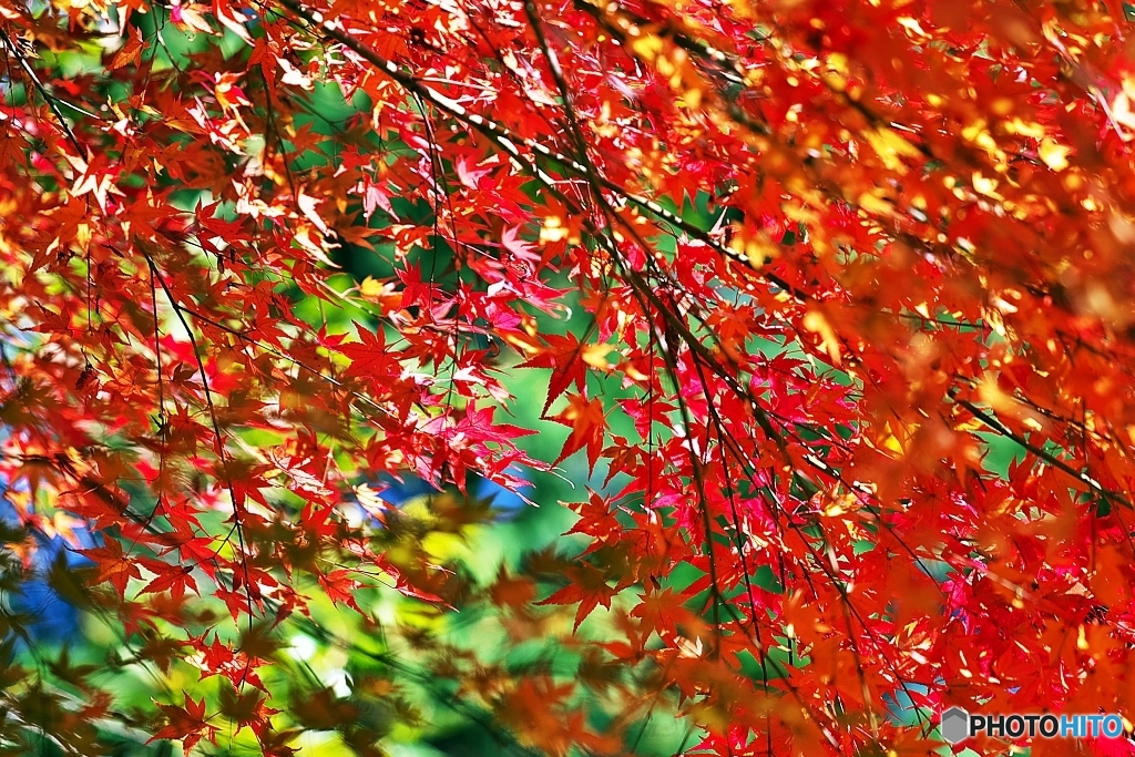 今年の紅葉もそろそろピークへ　３
