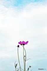 Late summer