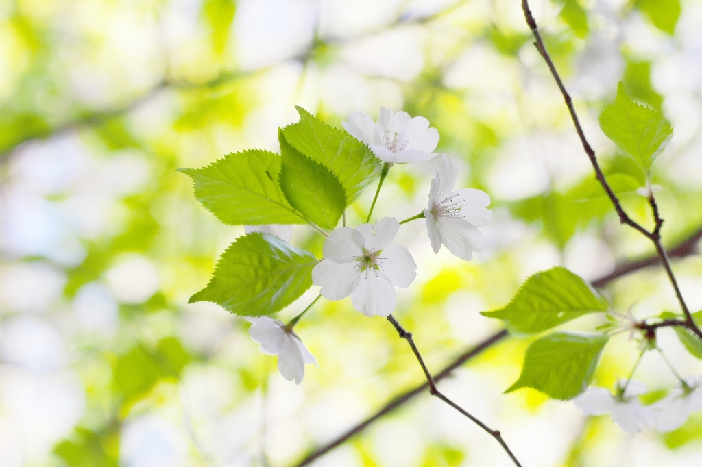 In spring gentle sunlight 1
