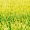 Weizen 1