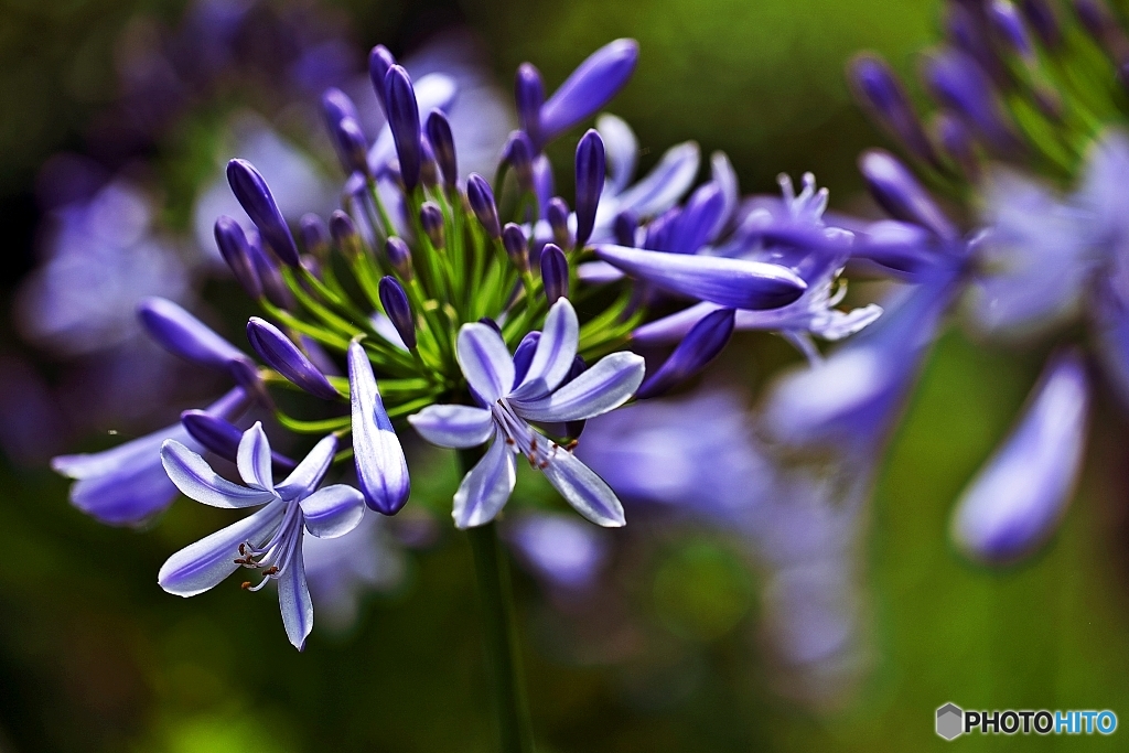 Agapanthus