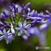 Agapanthus