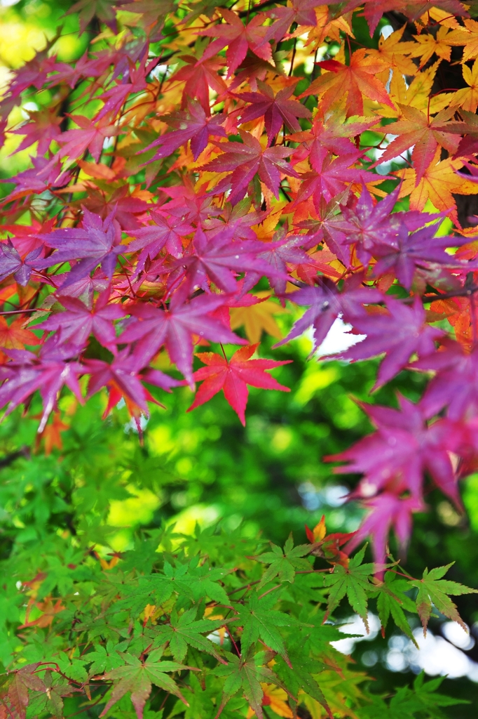 Collect colors