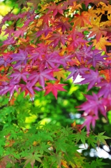 Collect colors