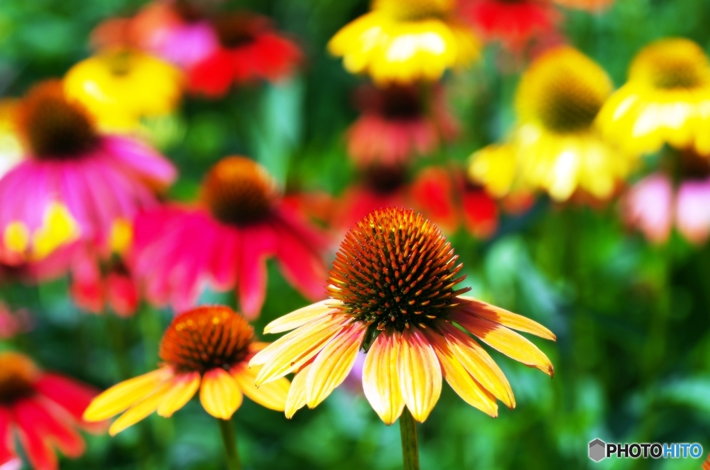 Echinacea 2