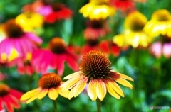 Echinacea 2