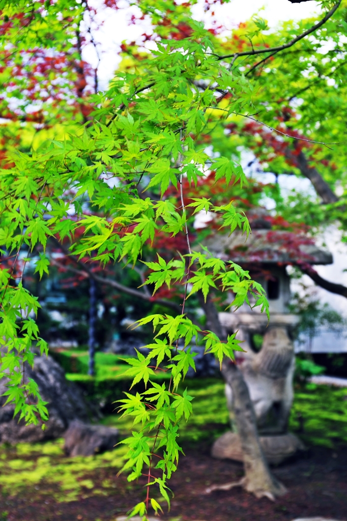 Shokoku-ji temple of the fresh green 4