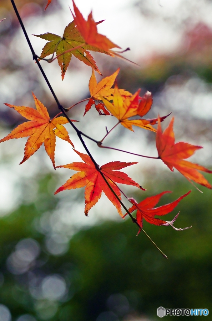 Colored leaves are not so bright 1