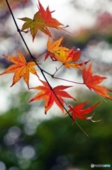 Colored leaves are not so bright 1
