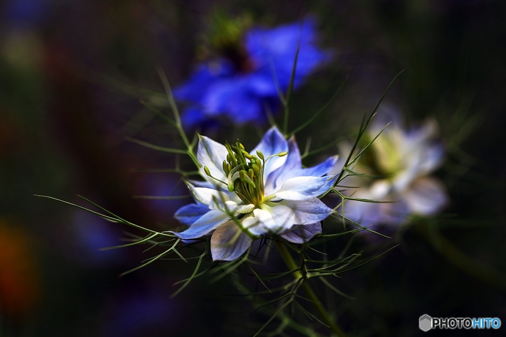love in a mist 2