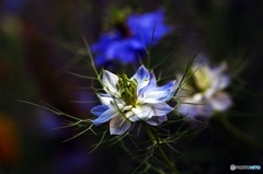 love in a mist 2