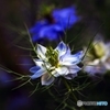 love in a mist 2