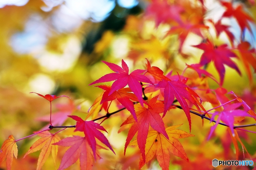 今年の紅葉もそろそろピークへ　６