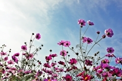 秋桜もまもなく見納め　３