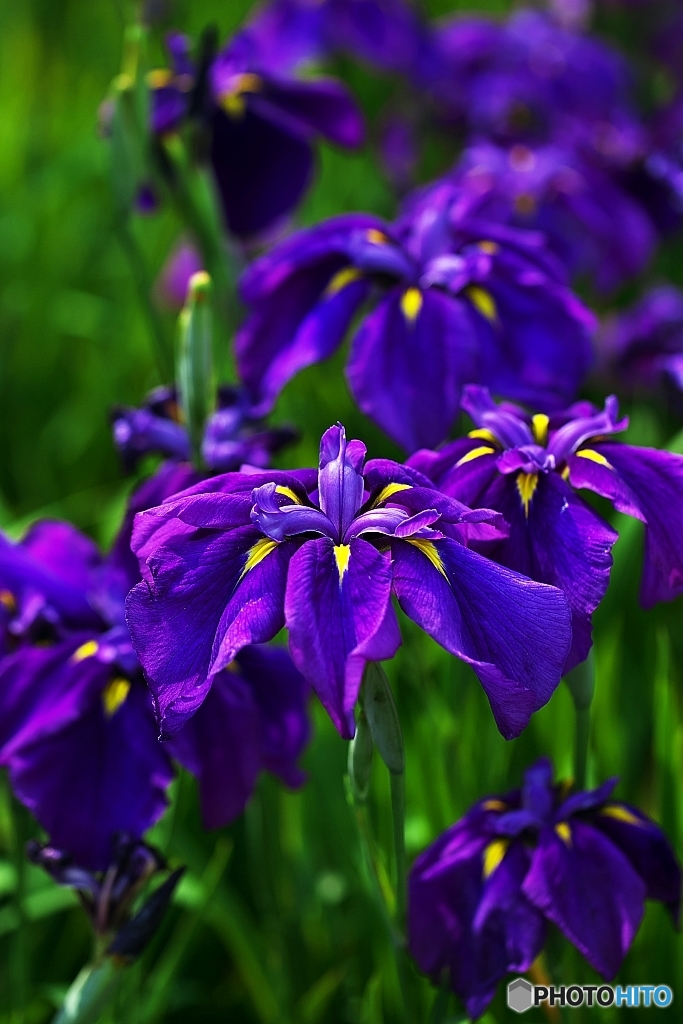Scenery of the Iris 1