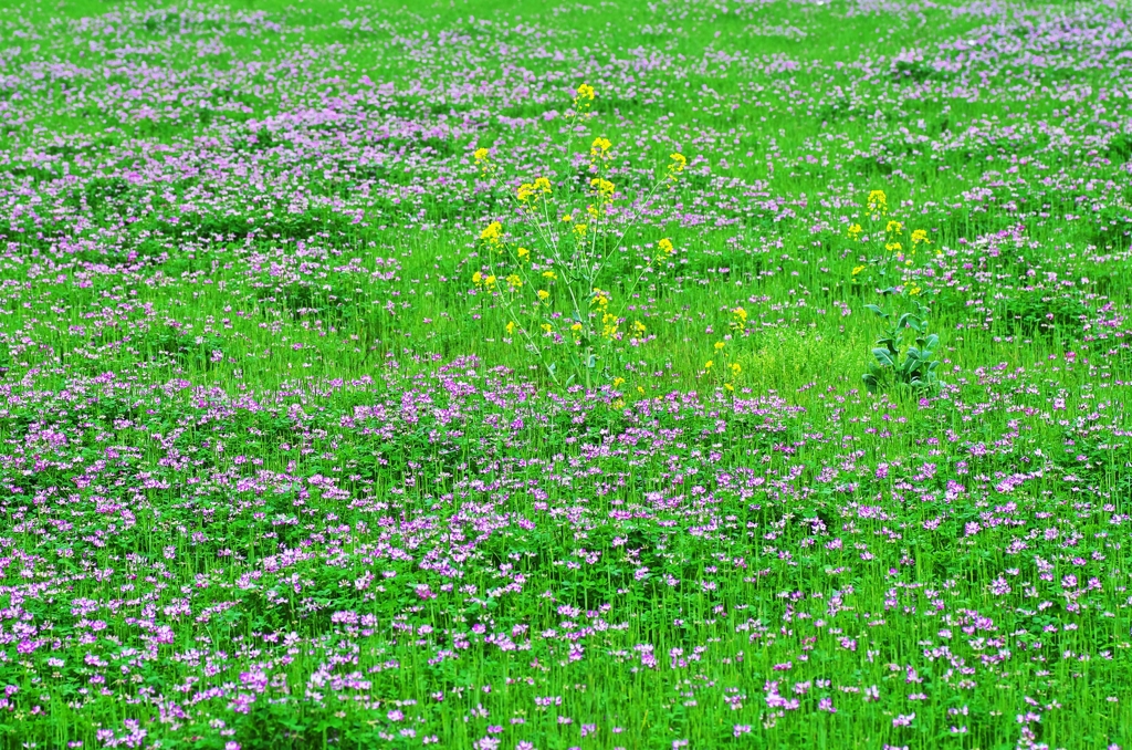 In a spring field