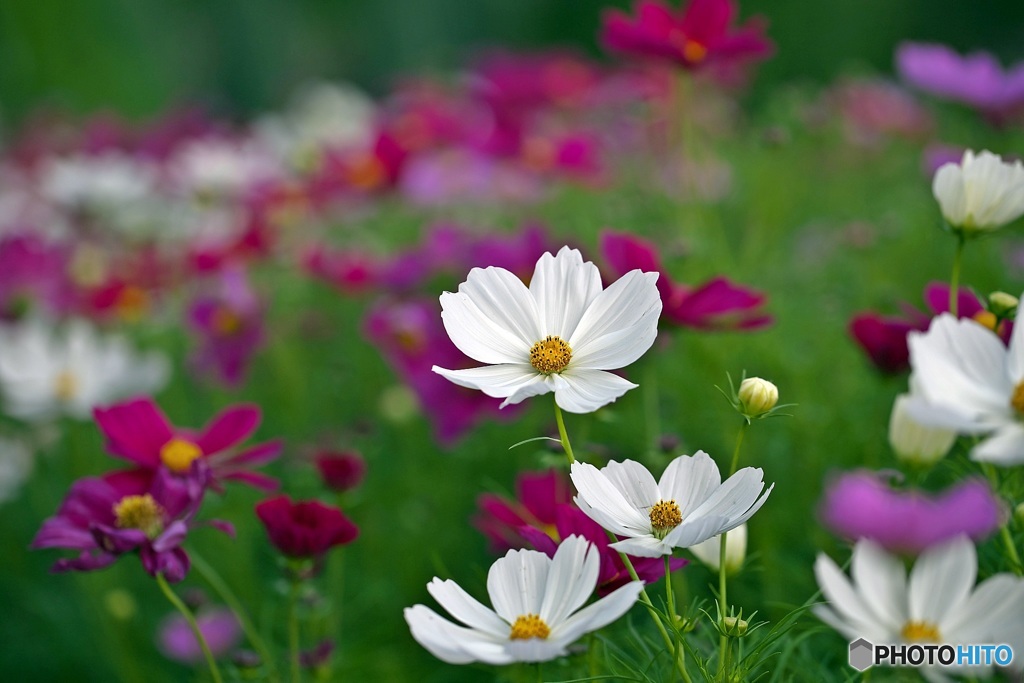 Flower park of October 1