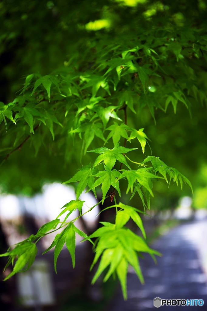 Days of the fresh green 6