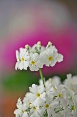 Flower Crown