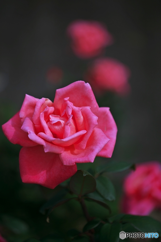 la saison des roses 2