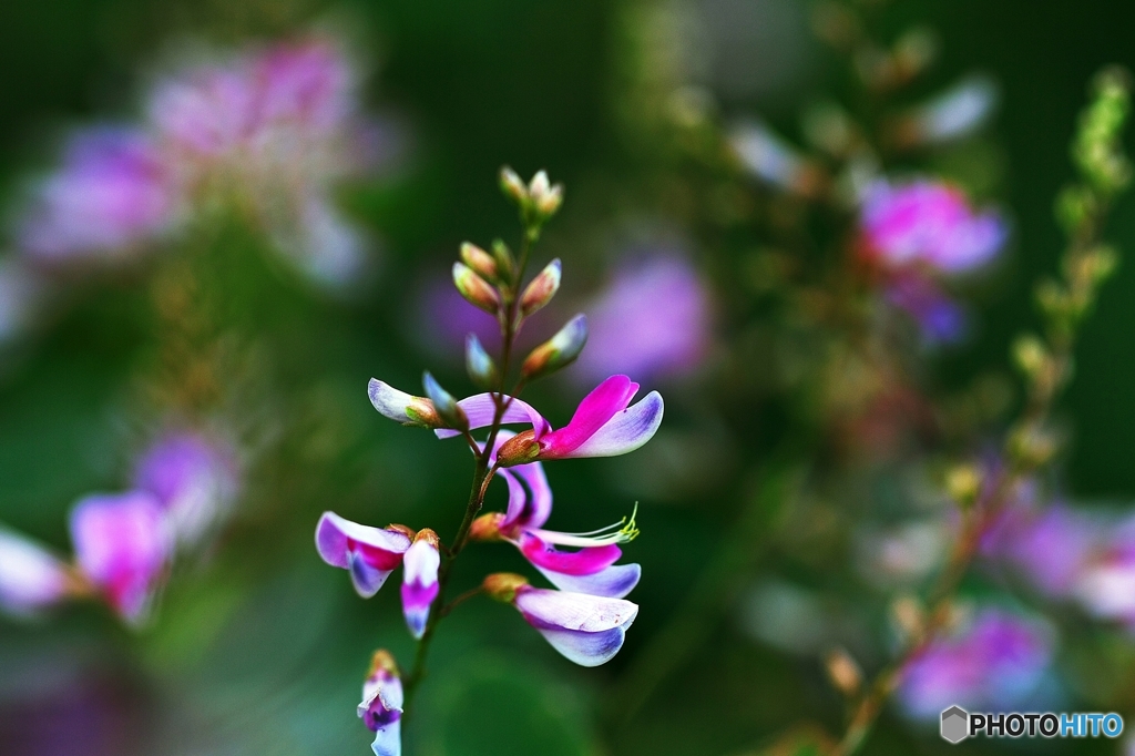 Autumn of the bush clover