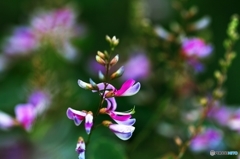 Autumn of the bush clover