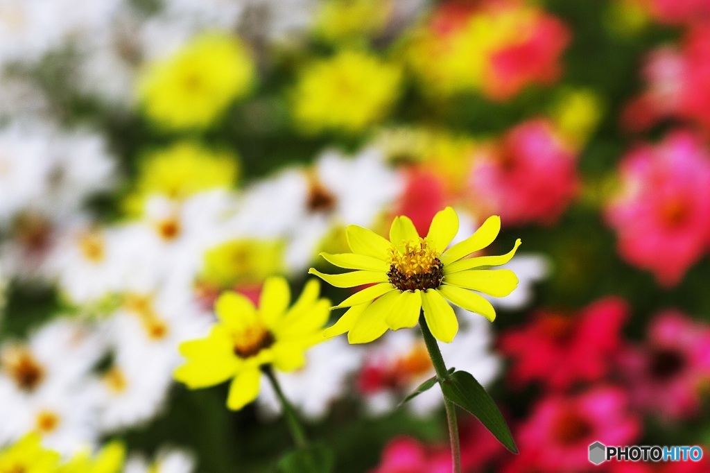 Vivid Colors 3