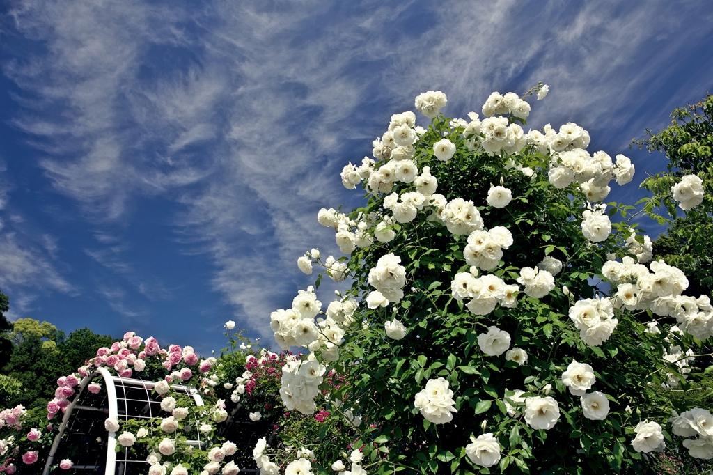 The blue sky and white rose