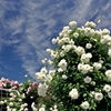 The blue sky and white rose