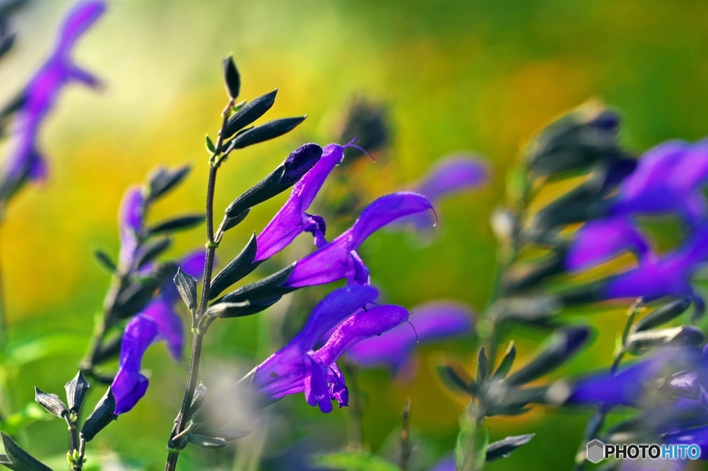 Purple of the midsummer