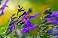 Purple of the midsummer