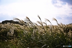 The wilderness of the late autumn 3