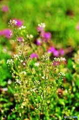 In a spring field