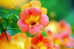Chinese trumpet creeper 1
