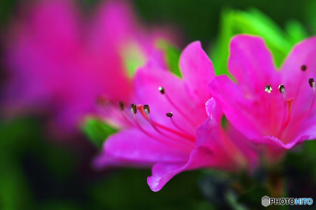In a spring flower park 8
